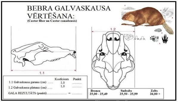 Bebra galvaskausa vērtēšanas shēma